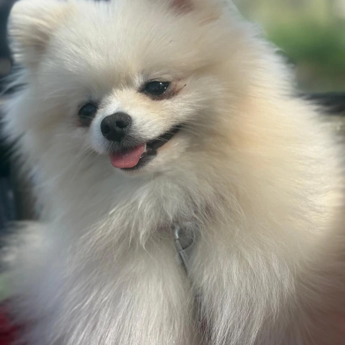 Multik King Junior Pom Chi Style FCI