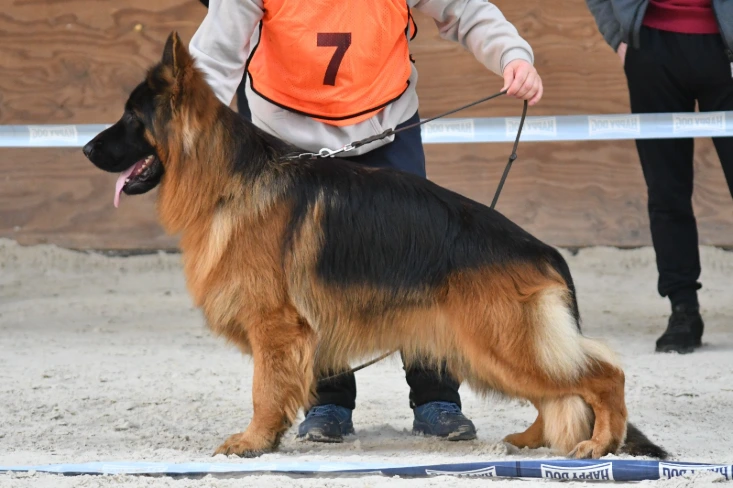 Mousef von der Quelle Poland FCI