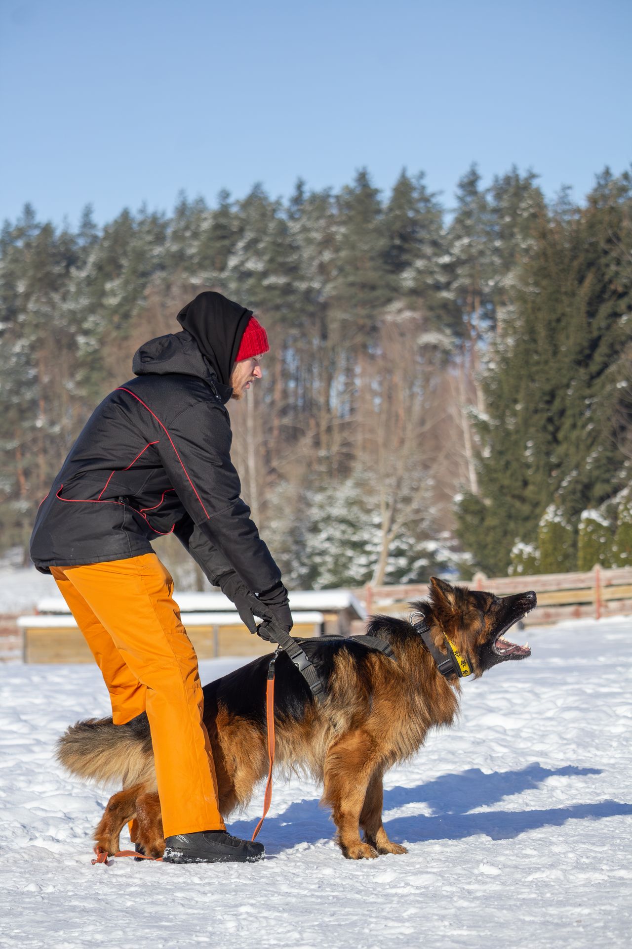 Mousef von der Quelle Poland FCI - reproduktor owczarek niemiecki długowłosy